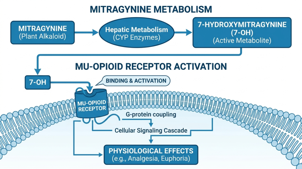 7-Hydroxymitragynine (7-OH) Effects: Side Effects, Duration & Risks 1 7 oh effects