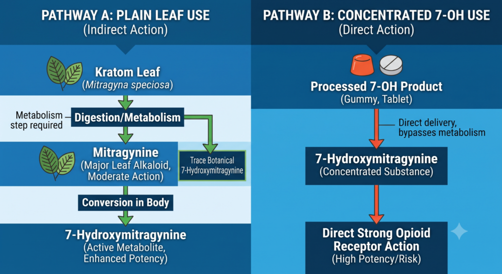 Mitragynine vs 7-Hydroxymitragynine: What Differs 1 Process flow visual detailing Mitragynine metabolic conversion vs direct 7-OH